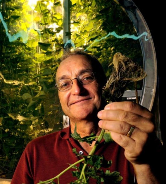 Gene Giacomelli harvests food fit for Mars at the UA's Controlled Environment Agriculture Center.(Photo: Norma Jean Gargasz/UANews)